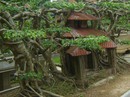 Cây sanh 1 tỉ đồng không bán chứa ẩn điều gì? Cây sanh 1 tỉ đồng không bán chứa ẩn điều gì?