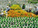 Làng hoa lớn nhất Nam bộ Sa Đéc tất bật vào mùa Tết Làng hoa lớn nhất Nam bộ Sa Đéc tất bật vào mùa Tết