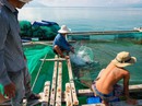 Mê mẩn với vẻ đẹp và hải sản Hòn Lớn Mê mẩn với vẻ đẹp và hải sản Hòn Lớn