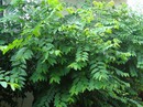 Rau ngót còn là vị thuốc Rau ngót còn là vị thuốc