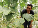Triệu phú rau sạch công nghệ cao Triệu phú rau sạch công nghệ cao