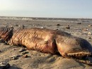 "Quái vật biển” bí ẩn trôi dạt vào Texas sau bão Harvey "Quái vật biển” bí ẩn trôi dạt vào Texas sau bão Harvey