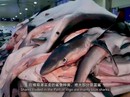 Tết Nguyên đán "nóng" vì vi cá mập Tết Nguyên đán "nóng" vì vi cá mập