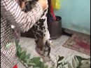 Rơi nước mắt đi tìm chó "lạc" Rơi nước mắt đi tìm chó "lạc"