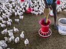 Thảm họa lạm dụng kháng sinh Thảm họa lạm dụng kháng sinh