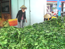 Cà Mau làm rõ việc thương lái “bí ẩn” thu mua lá nhàu tươi Cà Mau làm rõ việc thương lái “bí ẩn” thu mua lá nhàu tươi
