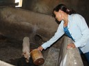 Lợn giống cấp cho dân để giảm nghèo bất ngờ chết hàng loạt Lợn giống cấp cho dân để giảm nghèo bất ngờ chết hàng loạt
