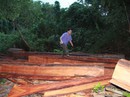 Giữ rừng: Cần loại hết "sâu"! Giữ rừng: Cần loại hết "sâu"!