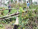 Sau phản ánh của Báo Người Lao Động: Chủ tịch tỉnh Lâm Đồng chỉ đạo ngăn chặn phá rừng Sau phản ánh của Báo Người Lao Động: Chủ tịch tỉnh Lâm Đồng chỉ đạo ngăn chặn phá rừng