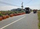 Lại kêu gọi "giải cứu thanh long" Lại kêu gọi "giải cứu thanh long"