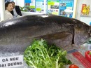 Bị ách nguyên liệu ở cảng, doanh nghiệp hải sản kêu cứu Bị ách nguyên liệu ở cảng, doanh nghiệp hải sản kêu cứu