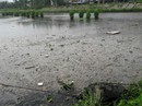 Đà Nẵng: Dân kêu trời vì kênh, hồ điều tiết gây ô nhiễm triền miên Đà Nẵng: Dân kêu trời vì kênh, hồ điều tiết gây ô nhiễm triền miên