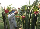 Bảo vệ môi trường cho nông sản sạch Bảo vệ môi trường cho nông sản sạch
