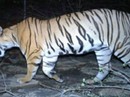 Ấn Độ: Tranh cãi vụ bắn chết "hổ ăn thịt 12 người" Ấn Độ: Tranh cãi vụ bắn chết "hổ ăn thịt 12 người"