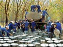 Xuất khẩu cao su thứ 3 thế giới, Việt Nam vẫn phải nhập hàng tỉ USD để sản xuất Xuất khẩu cao su thứ 3 thế giới, Việt Nam vẫn phải nhập hàng tỉ USD để sản xuất