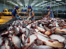 Trung Quốc đẩy mạnh nuôi cá tra từ nguồn cá giống của Việt Nam Trung Quốc đẩy mạnh nuôi cá tra từ nguồn cá giống của Việt Nam