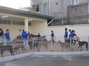 Trung tâm huấn luyện chó đua SES nhận kỷ lục Guinness Việt Nam Trung tâm huấn luyện chó đua SES nhận kỷ lục Guinness Việt Nam