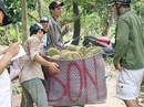 Thêm cửa cho sầu riêng, bưởi... vào Trung Quốc Thêm cửa cho sầu riêng, bưởi... vào Trung Quốc
