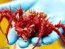 Sững sờ trước 100 loài không tên dưới đáy biển sâu Sững sờ trước 100 loài không tên dưới đáy biển sâu