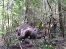 Nhiều loài thú rừng Tây Nguyên đã tuyệt chủng Nhiều loài thú rừng Tây Nguyên đã tuyệt chủng
