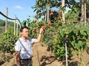 Cà chua thân gỗ: Ế hay không đủ cung? Cà chua thân gỗ: Ế hay không đủ cung?