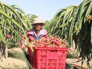 Thương lái Trung Quốc đẩy giá thanh long tăng vọt Thương lái Trung Quốc đẩy giá thanh long tăng vọt