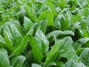 Thuốc quý trong nhà trị bệnh ngày Tết Thuốc quý trong nhà trị bệnh ngày Tết