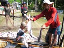 Người nuôi cá tra lãi lớn Người nuôi cá tra lãi lớn