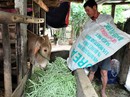Rớt giá, nông sản bị nhổ bỏ, đổ sông Rớt giá, nông sản bị nhổ bỏ, đổ sông