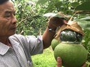 Nâng niu đặc sản Tết: Nâng cấp trái cây miệt vườn Nâng niu đặc sản Tết: Nâng cấp trái cây miệt vườn