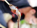 Đi tìm loài cá cực quí chỉ có trên dãy Hoàng Liên Sơn Đi tìm loài cá cực quí chỉ có trên dãy Hoàng Liên Sơn