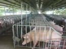 Chăn nuôi vẫn khó tứ bề Chăn nuôi vẫn khó tứ bề