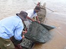 Mất sinh kế vì đập thủy điện Mất sinh kế vì đập thủy điện