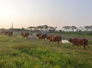 Nghi án anh em thầy giáo chém chết trẻ chăn bò Nghi án anh em thầy giáo chém chết trẻ chăn bò