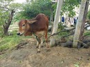 Cấp bò chính sách cho cán bộ xã và người thân rồi giết thịt Cấp bò chính sách cho cán bộ xã và người thân rồi giết thịt