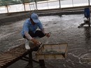 Xuất khẩu thủy sản gặp khó khắp nơi Xuất khẩu thủy sản gặp khó khắp nơi