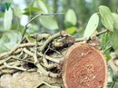 “Bão” nông sản rớt giá đang đến với người trồng hồ tiêu “Bão” nông sản rớt giá đang đến với người trồng hồ tiêu