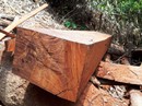 Kỷ luật hàng loạt lãnh đạo xã để mất vàng, mất rừng Kỷ luật hàng loạt lãnh đạo xã để mất vàng, mất rừng