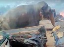 Đi tị nạn, 10 người Rohingya bị voi giết chết Đi tị nạn, 10 người Rohingya bị voi giết chết