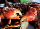 "Nhức nhối" ba khía miền Tây "Nhức nhối" ba khía miền Tây