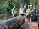Rừng tan hoang, hạt trưởng kiểm lâm ở Quảng Nam mất chức Rừng tan hoang, hạt trưởng kiểm lâm ở Quảng Nam mất chức