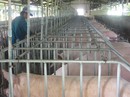 Sau giải cứu, giá heo lại sốt Sau giải cứu, giá heo lại sốt