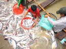 Xuất khẩu cá tra sang Trung Quốc sẽ khắt khe hơn Xuất khẩu cá tra sang Trung Quốc sẽ khắt khe hơn