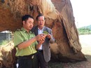 3 cổ thụ "khủng" đốn ở rừng Tam Giang? 3 cổ thụ "khủng" đốn ở rừng Tam Giang?