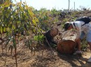 Gia Lai: Để mặc dân phá rừng Gia Lai: Để mặc dân phá rừng