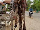 Vét nhẵn, tận diệt “hàng rừng” ở miền Tây Vét nhẵn, tận diệt “hàng rừng” ở miền Tây