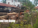Bắt khẩn cấp đệ tử của trùm gỗ lậu Phượng "râu" Bắt khẩn cấp đệ tử của trùm gỗ lậu Phượng "râu"