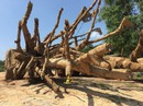 Cơ quan nào chịu trách nhiệm xác nhận nguồn gốc 3 cây "quái thú" Cơ quan nào chịu trách nhiệm xác nhận nguồn gốc 3 cây "quái thú"