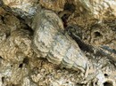 "Săn" đặc sản ốc len "hơi ghê" nhưng ăn khỏi chê "Săn" đặc sản ốc len "hơi ghê" nhưng ăn khỏi chê