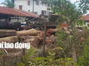 Gỗ lậu của trùm Phượng "râu" đi qua hàng loạt trạm kiểm lâm, công an, biên phòng Gỗ lậu của trùm Phượng "râu" đi qua hàng loạt trạm kiểm lâm, công an, biên phòng